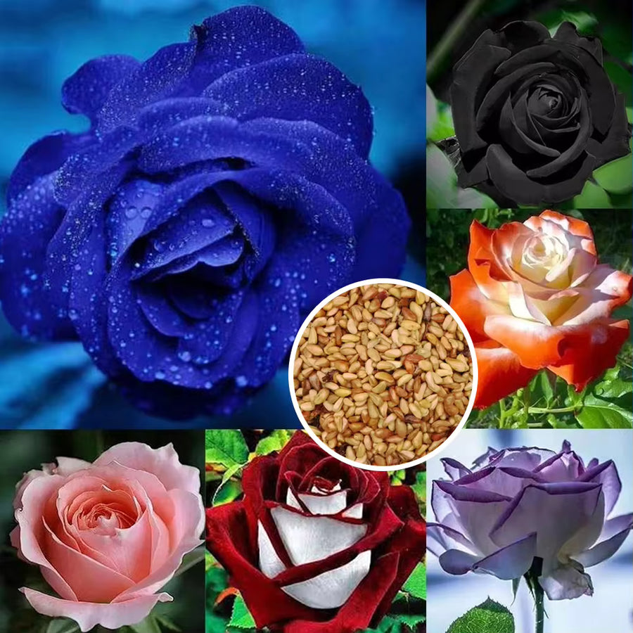 Mixed Color Climbing Rose Seeds, Easy To Grow, Garden And Potted Plants, Unique Flowering Varieties, Easy To Grow, Can Be Planted All Year Round